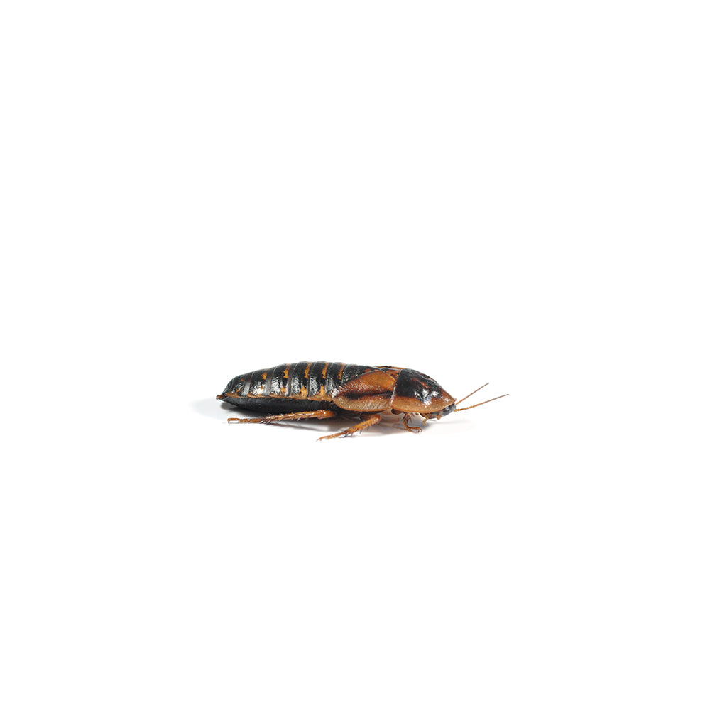 Dubia Roaches - Medium 15-20mm (12 Pack) - Bermondsey Exotics