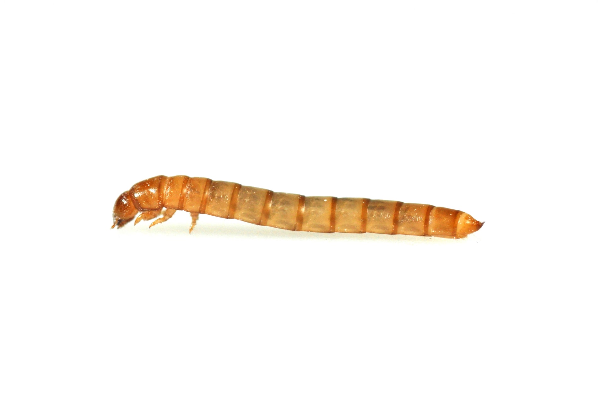 Mini Mealworms - Bermondsey Exotics