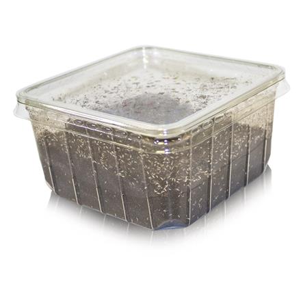 Springtails 80g Tub - Bermondsey Exotics