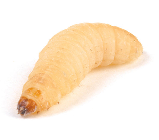 Waxworms 15-20mm - Bermondsey Exotics