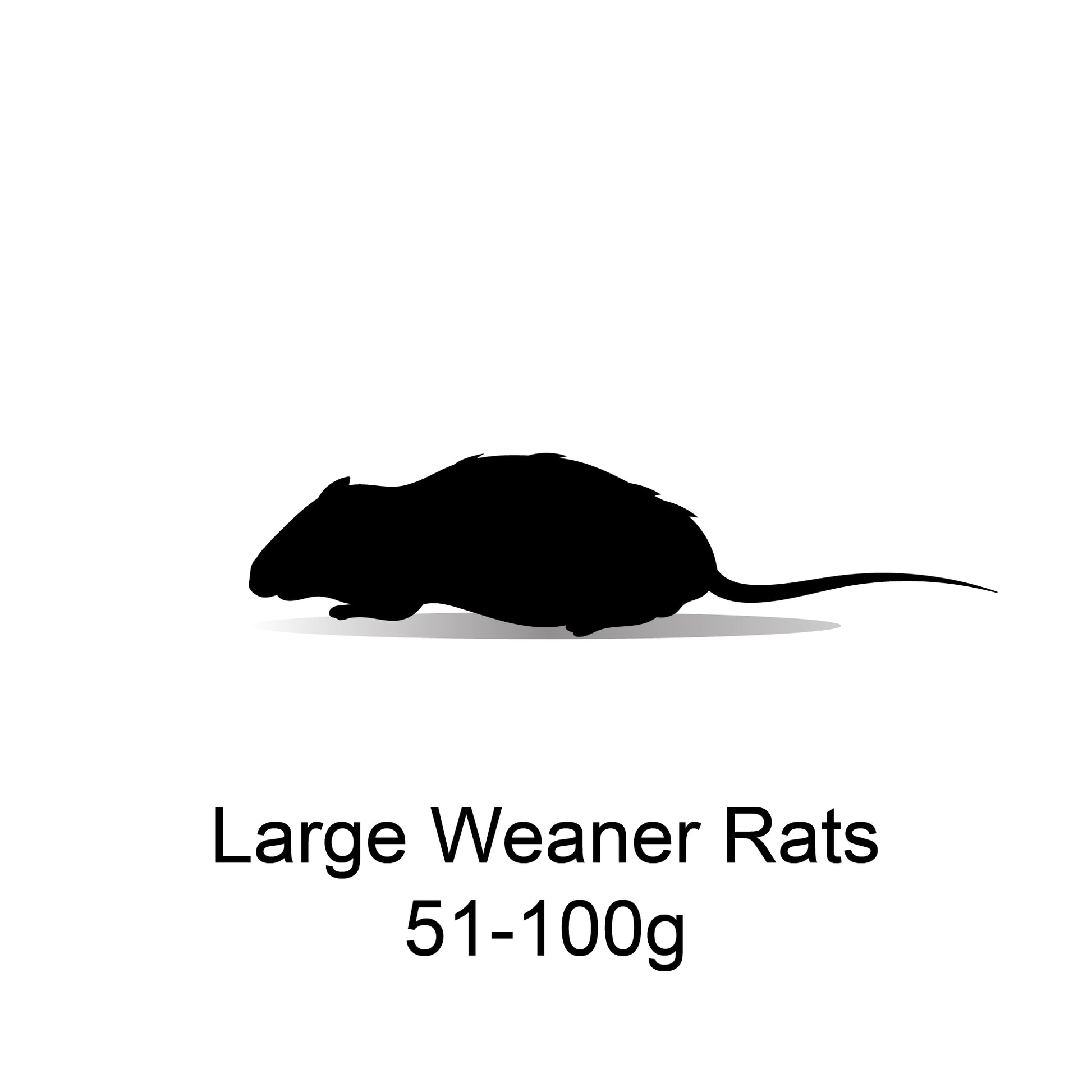 Frozen Large Weaner Rats 51-100g - 10 Pack - Bermondsey Exotics