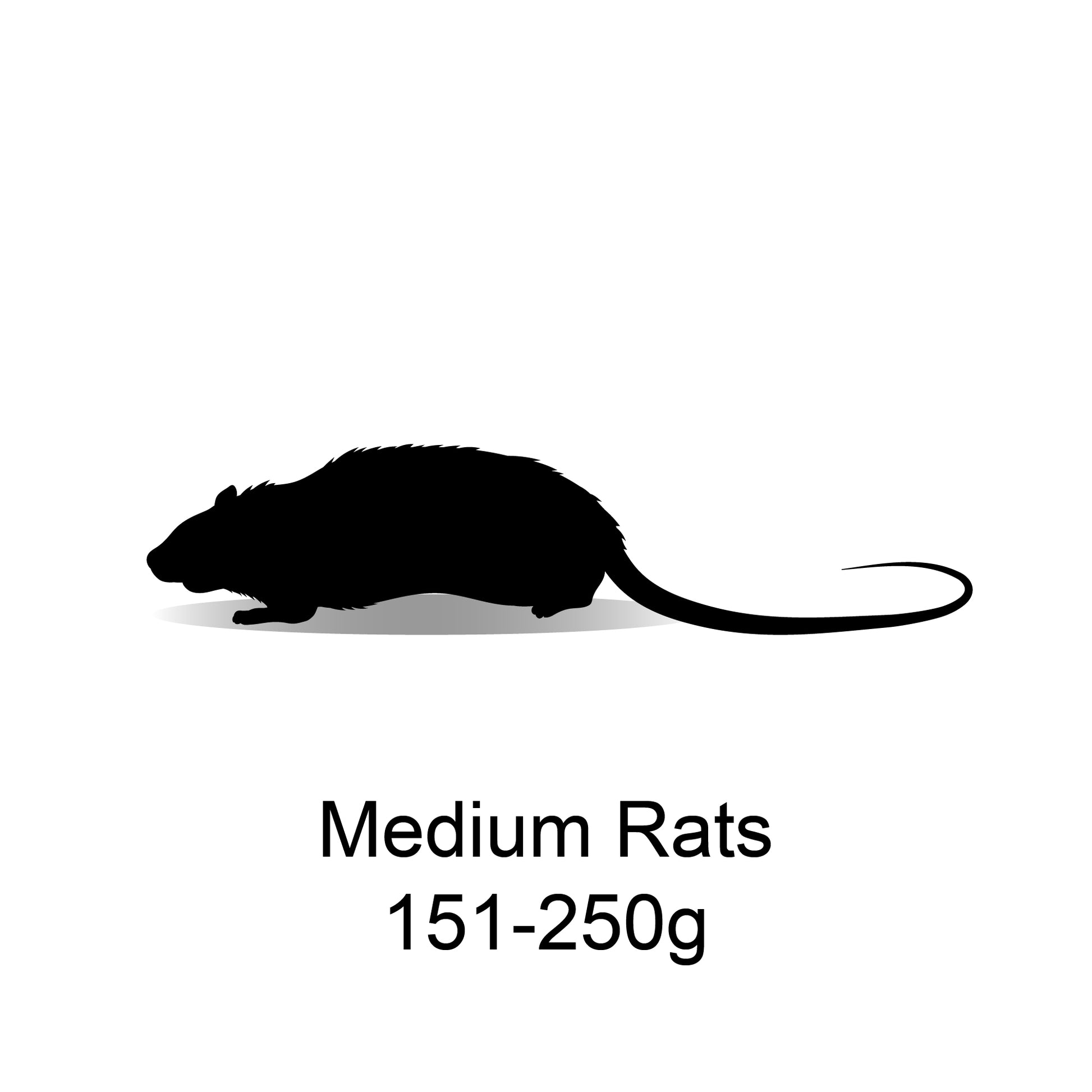 Frozen Medium Rats 151-250g - 5 Pack - Bermondsey Exotics