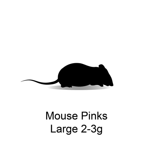 Frozen Mouse Pinks Large 2-3g - 25 Pack - Bermondsey Exotics