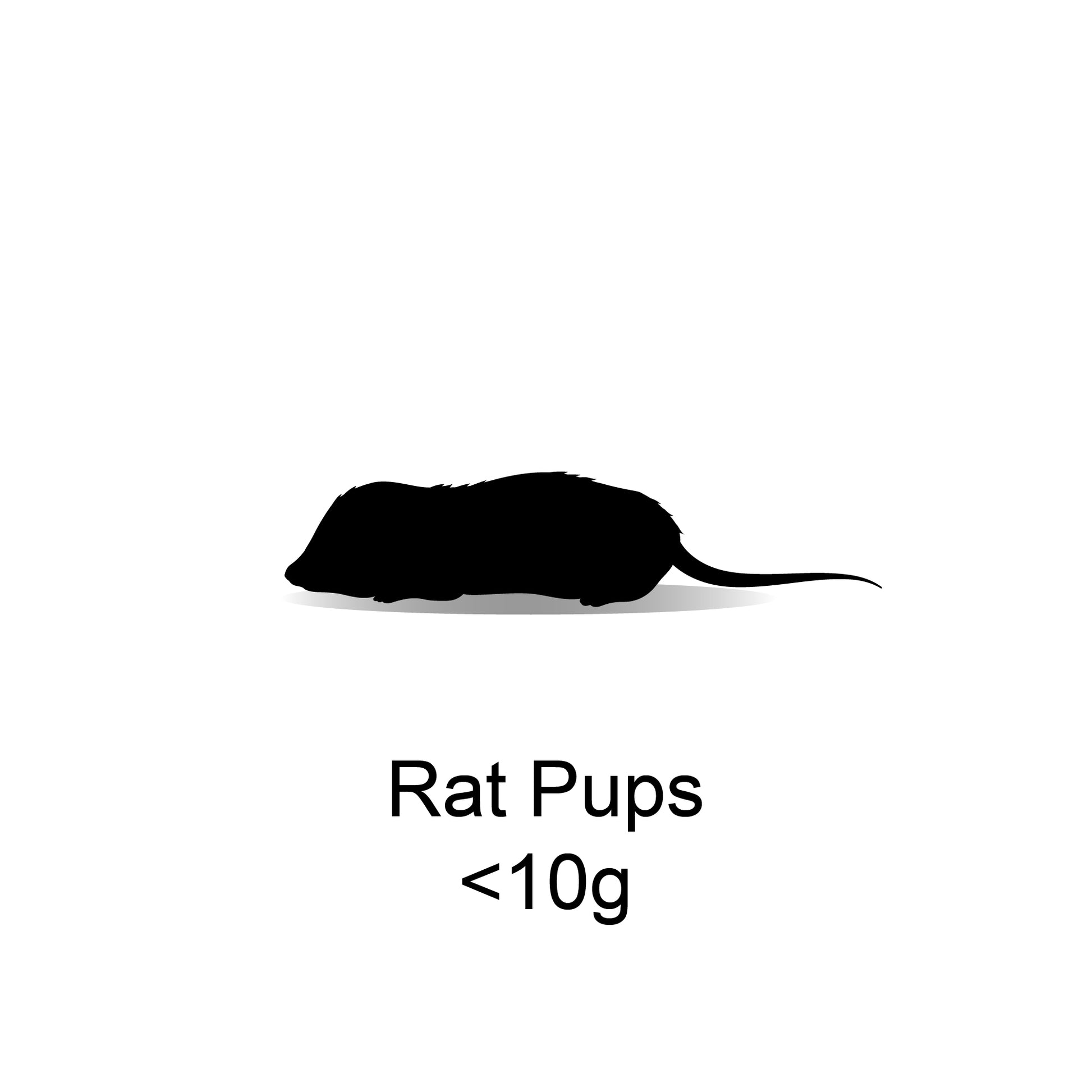 Frozen Rat Pups <10g - 10 Pack - Bermondsey Exotics