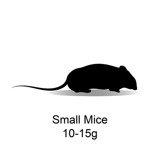 Frozen Small Mice 10-15g - Bermondsey Exotics