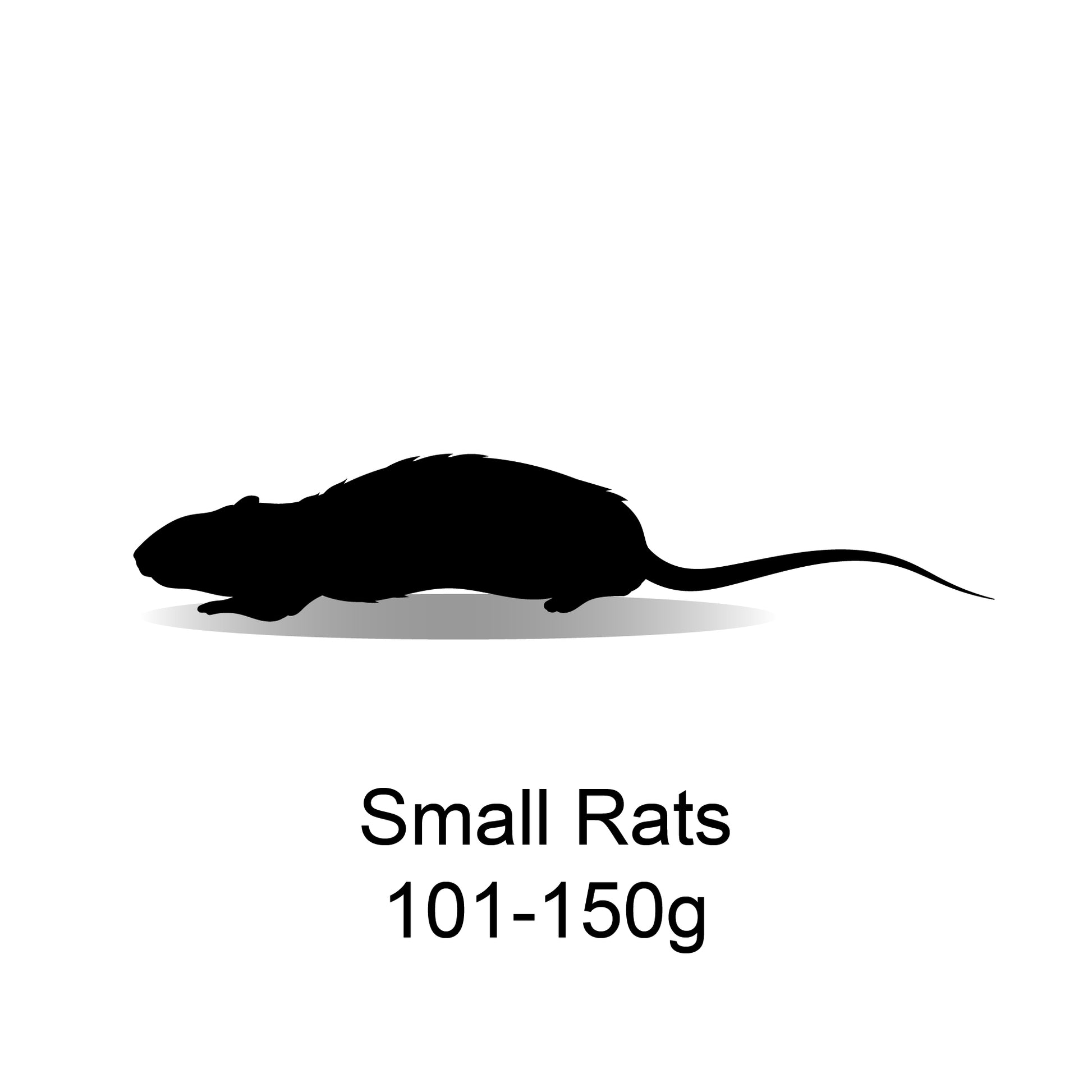 Frozen Small Rats 101-150g - 5 Pack - Bermondsey Exotics