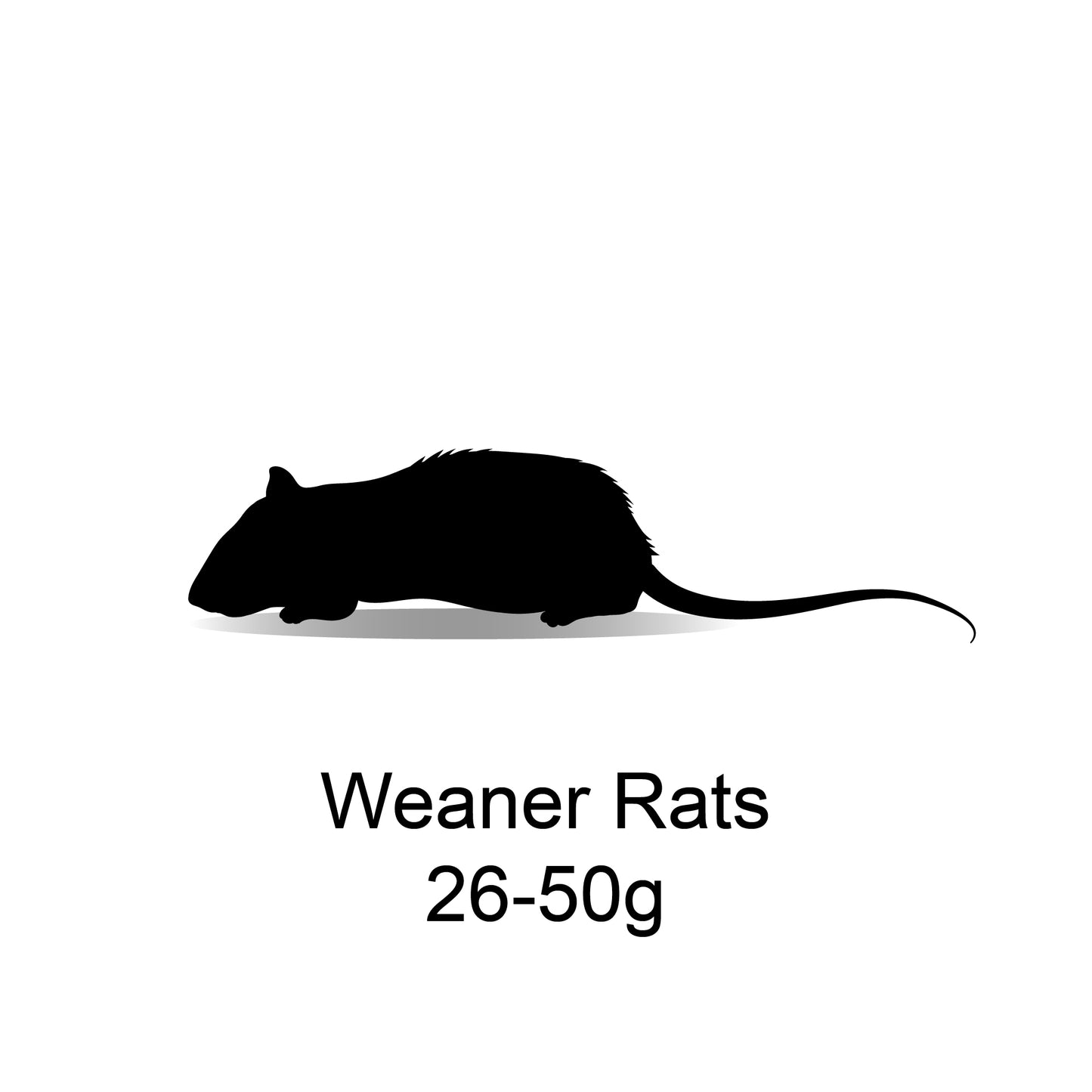 Frozen Weaner Rats 26-50g - 10 Pack - Bermondsey Exotics