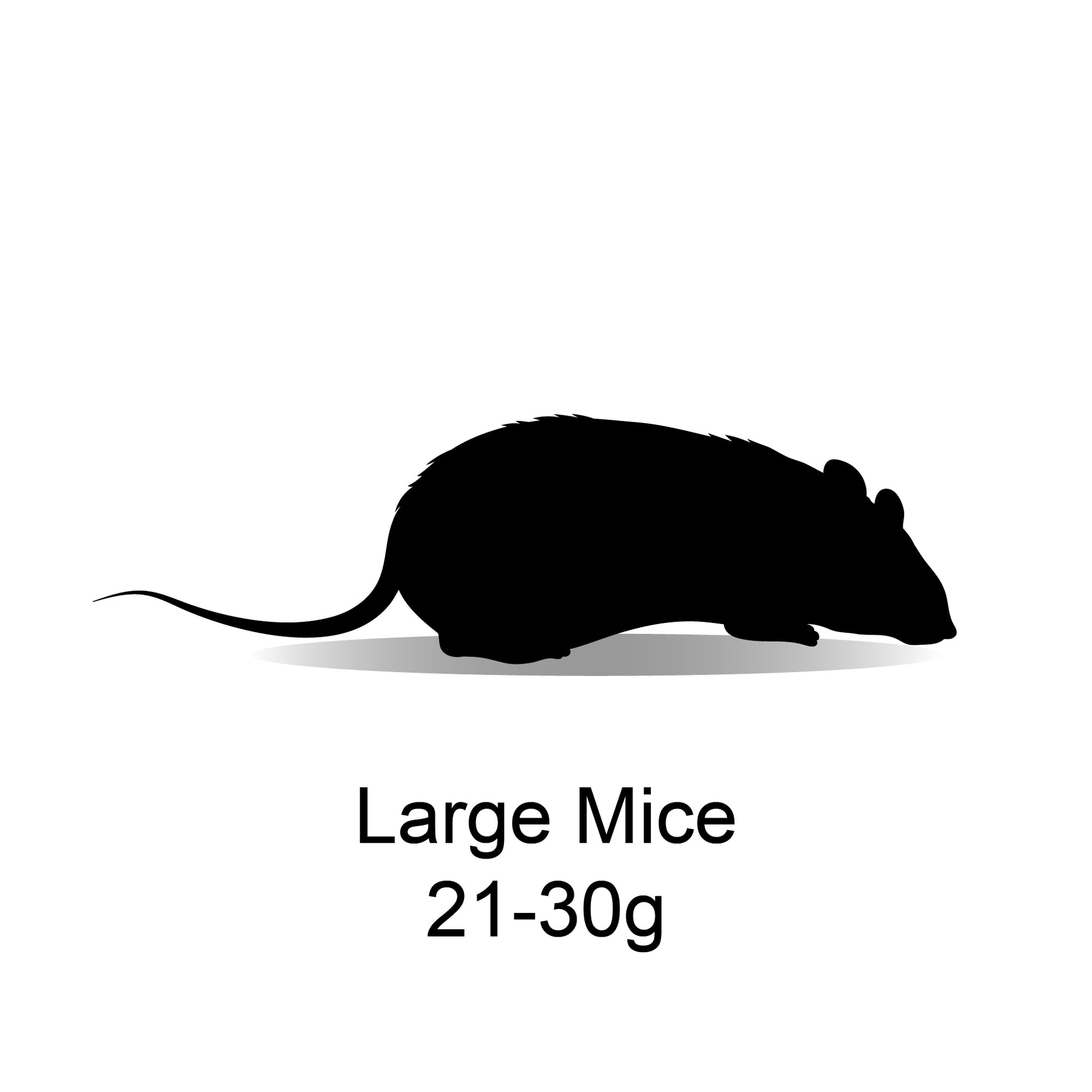 Frozen Large Mice 21-30g - 5 Pack - Bermondsey Exotics