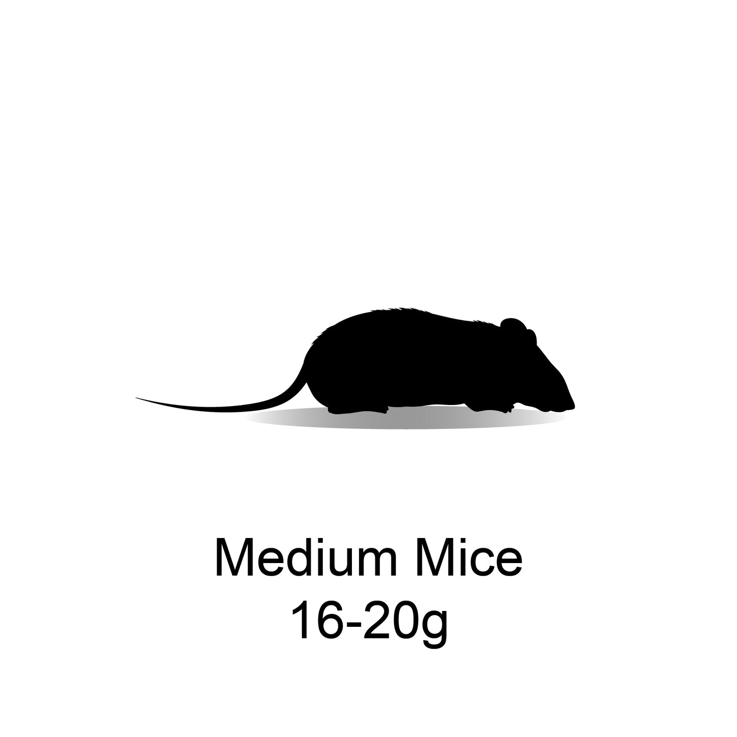 Frozen Medium Mice 16-20g - Bermondsey Exotics